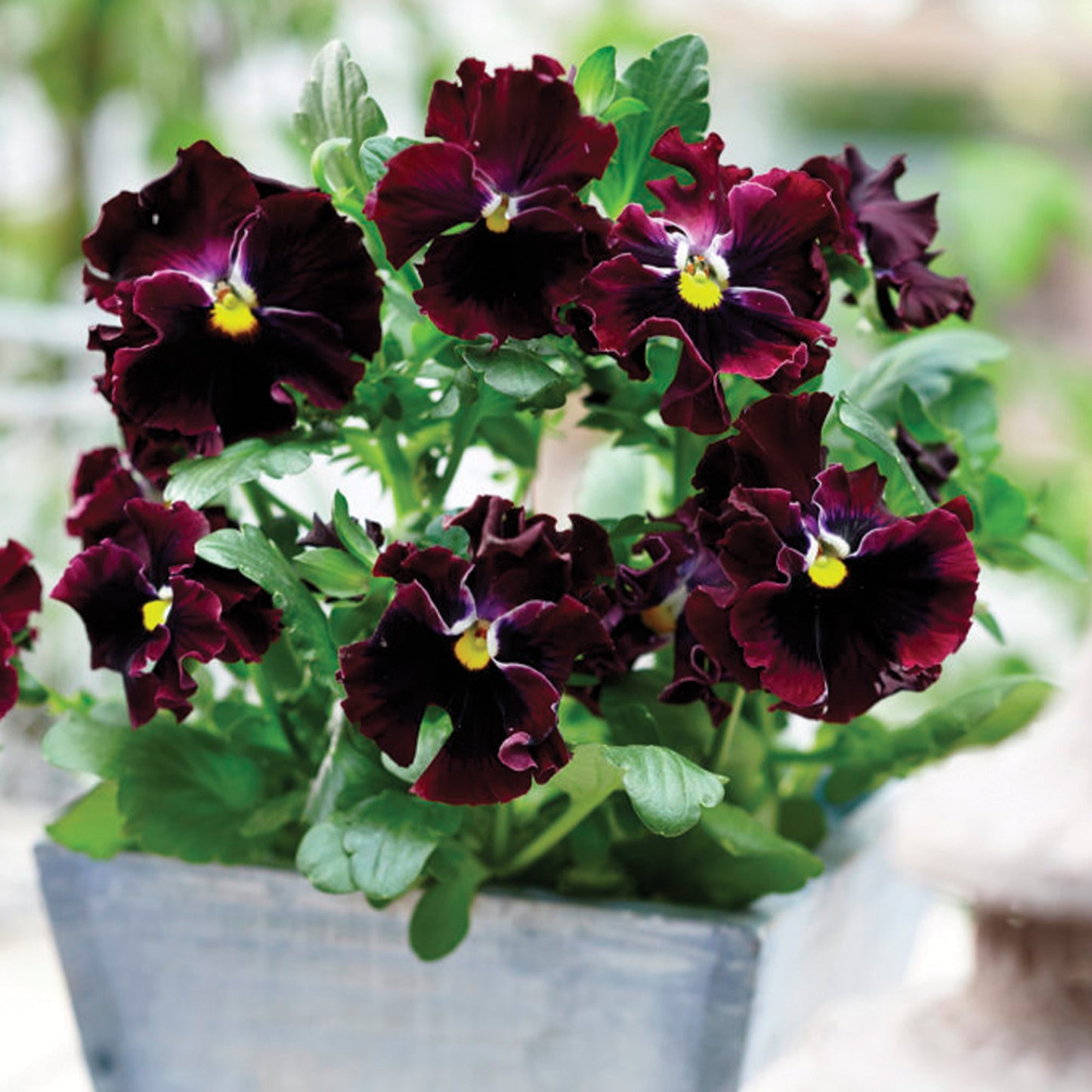 Edible Pansy 'Tasty Viola'