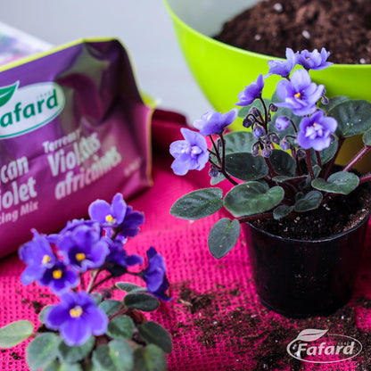 homemade african violet potting mix Fafard Potting Mix for African Violets