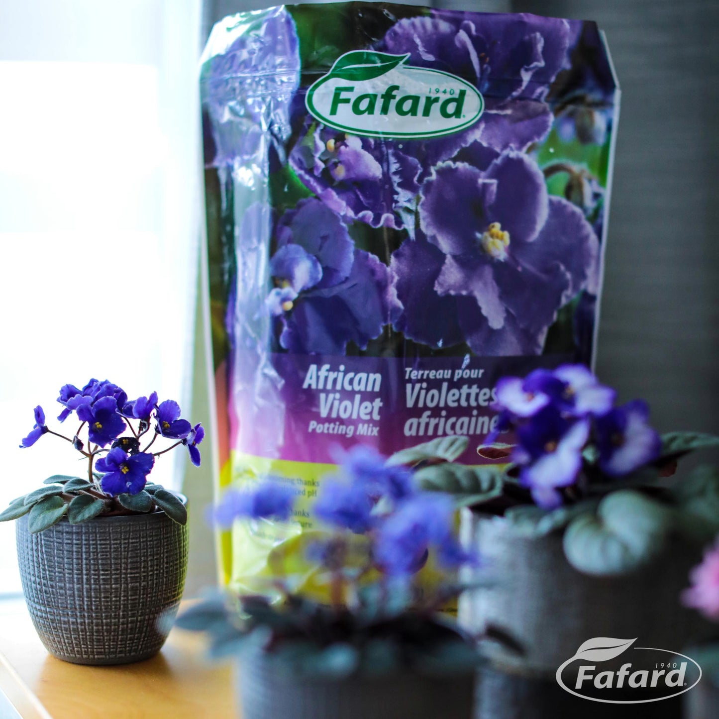 african violet potting mix recipe Fafard Potting Mix for African Violets