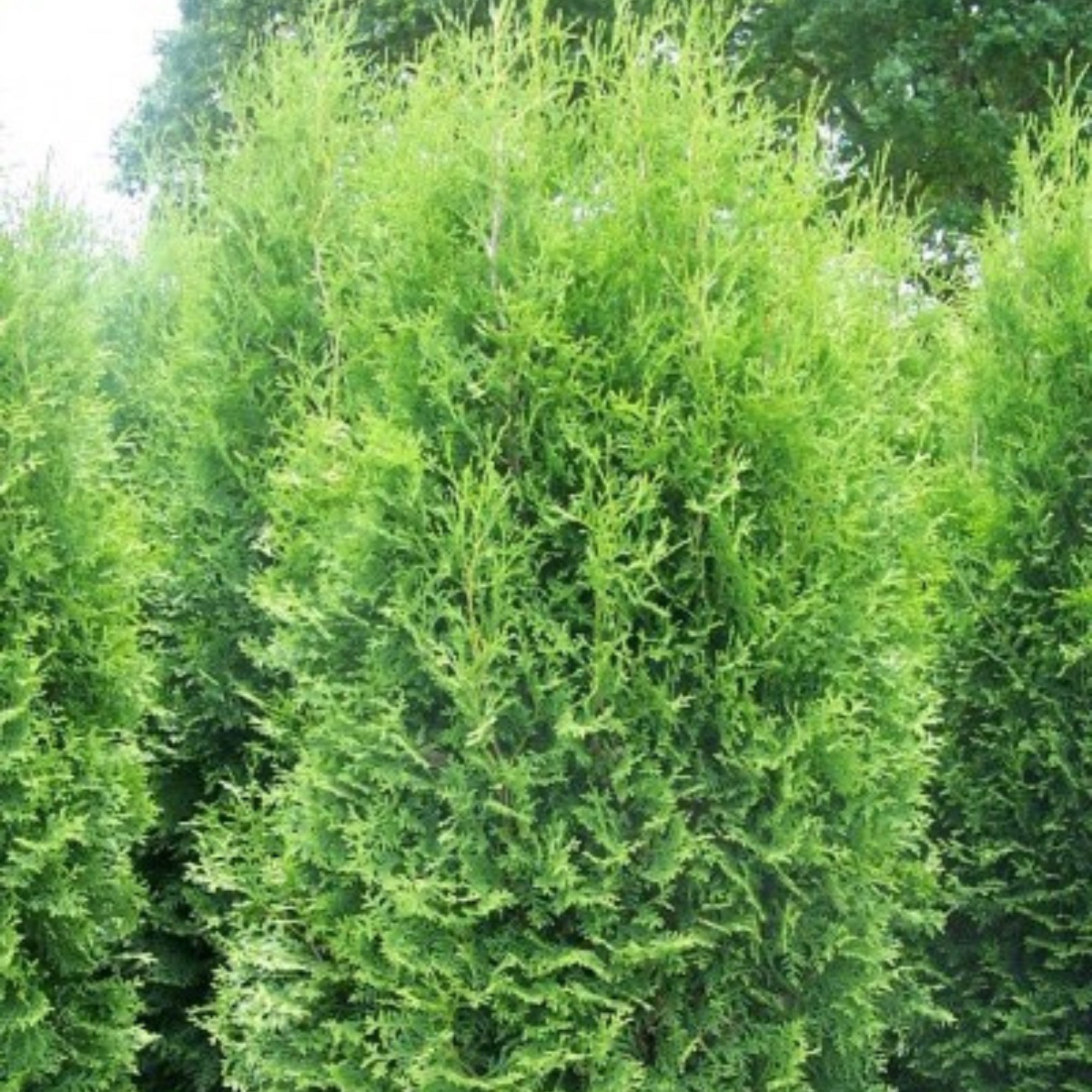 Brandon' American arborvitae – Jardineries Botanix