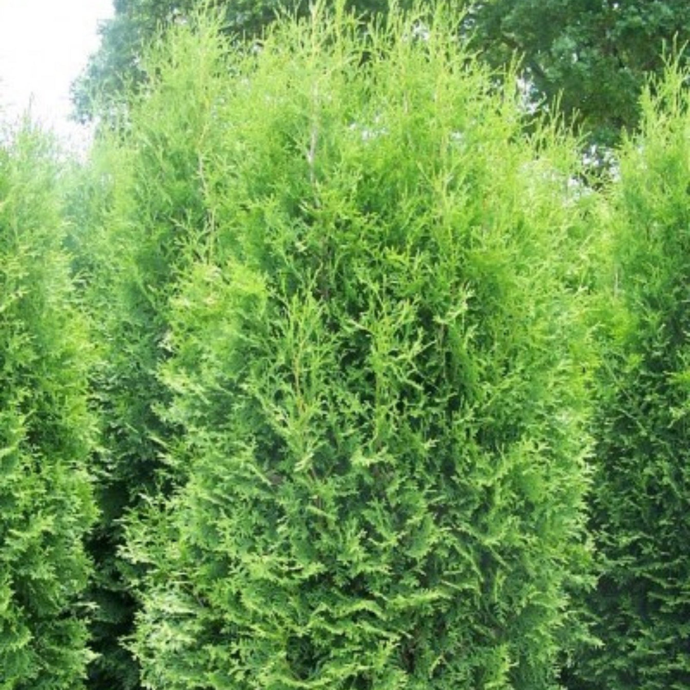 Brandon' American Arborvitae – Jardineries Botanix