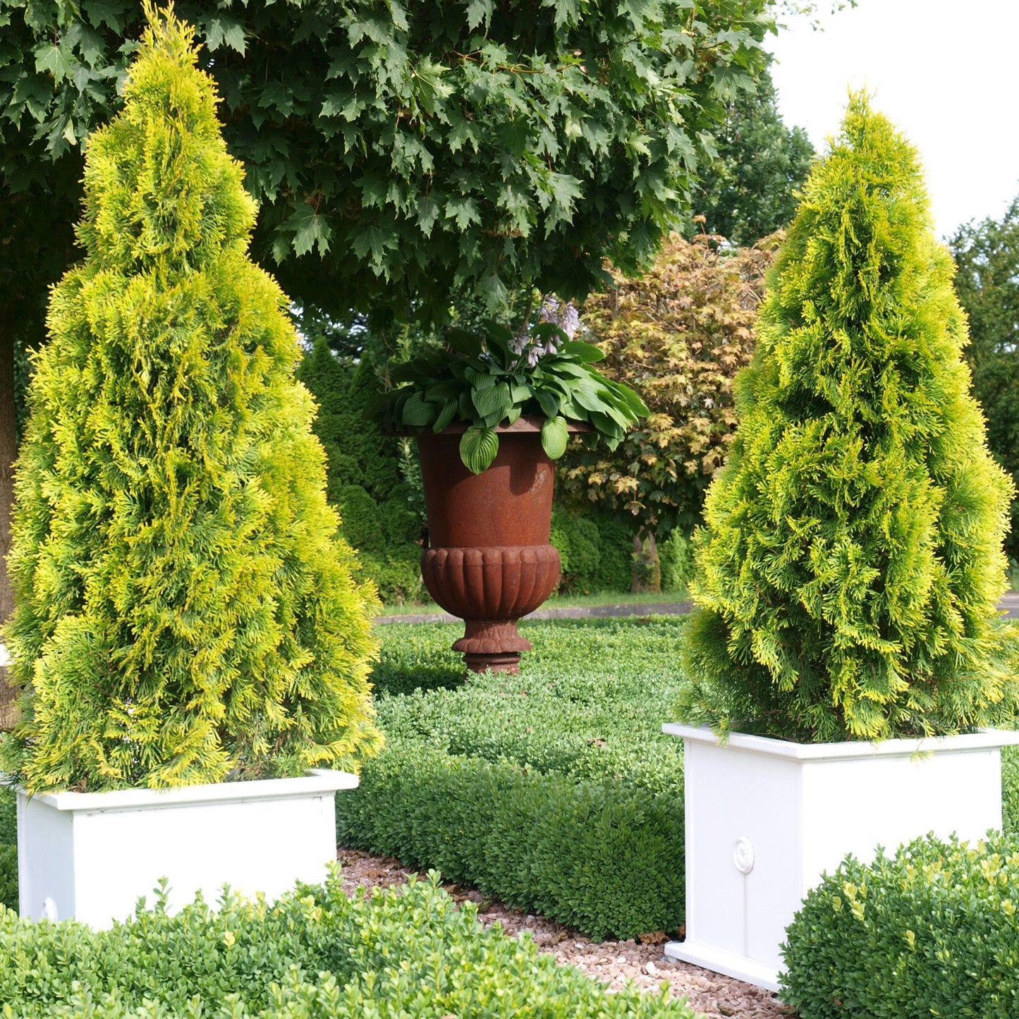 Janed Gold' American arborvitae