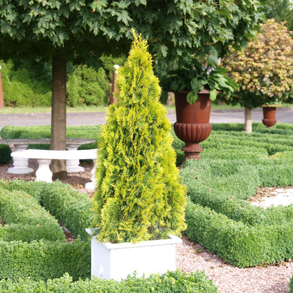 Janed Gold' American arborvitae