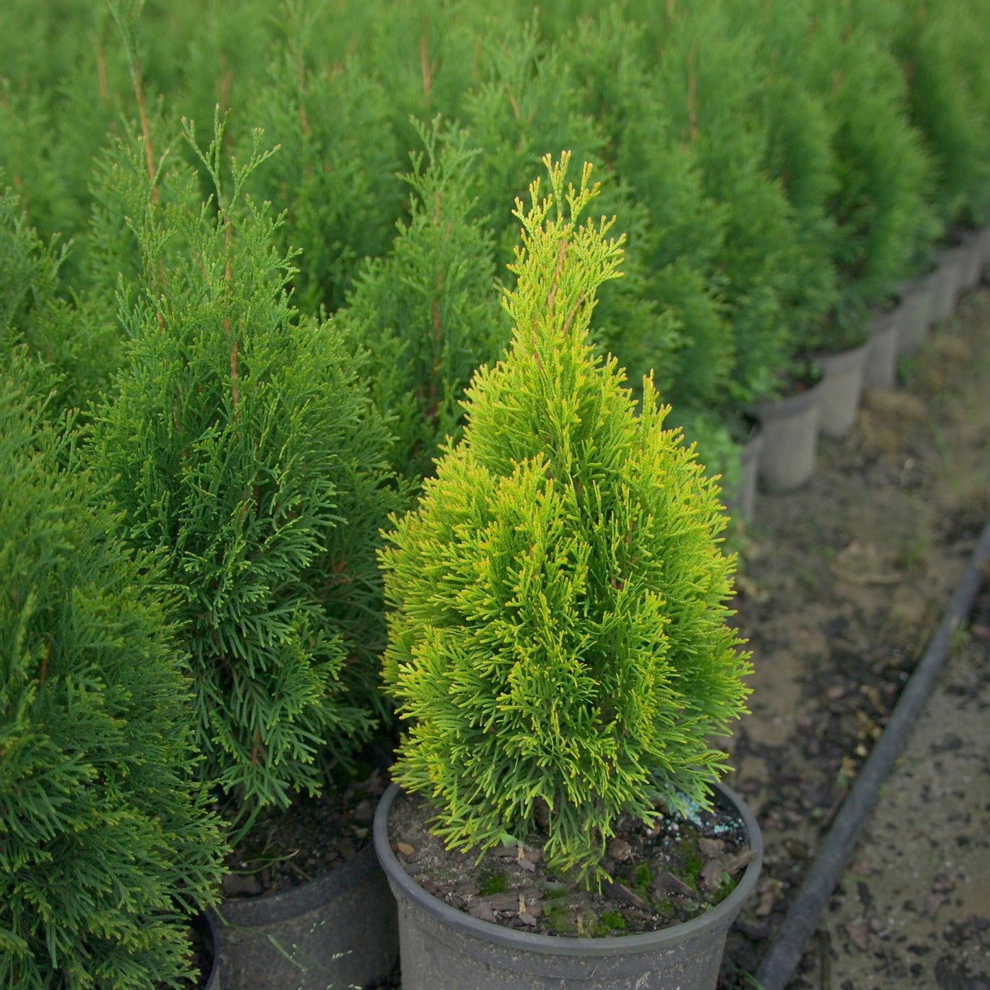 Janed Gold' American arborvitae