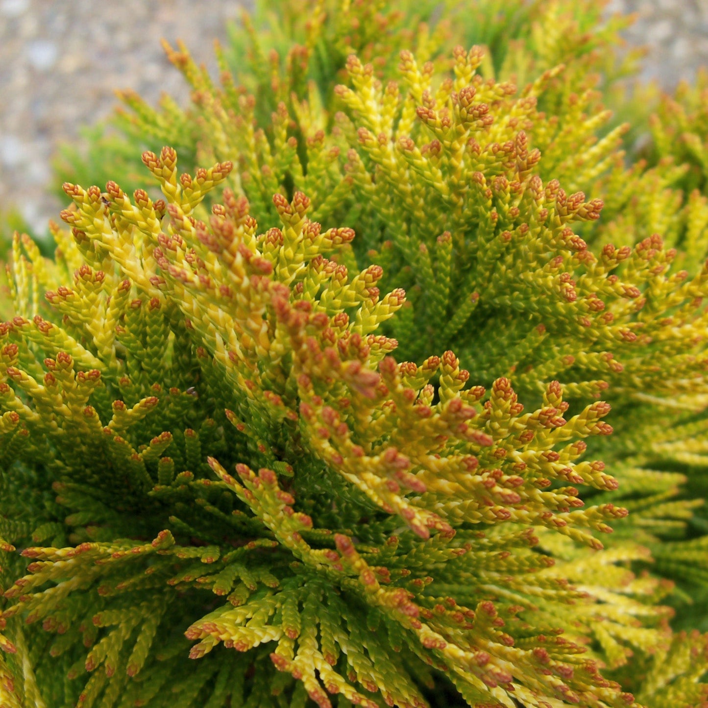 Janed Gold' American arborvitae