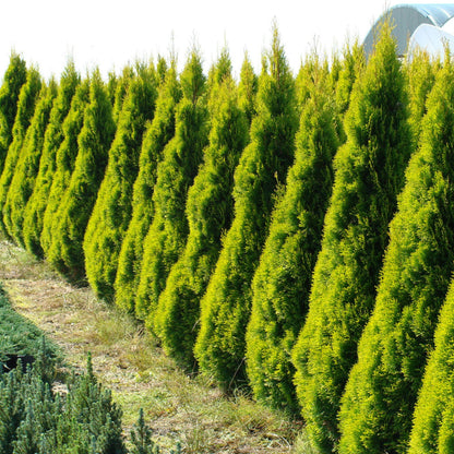 Janed Gold' American arborvitae