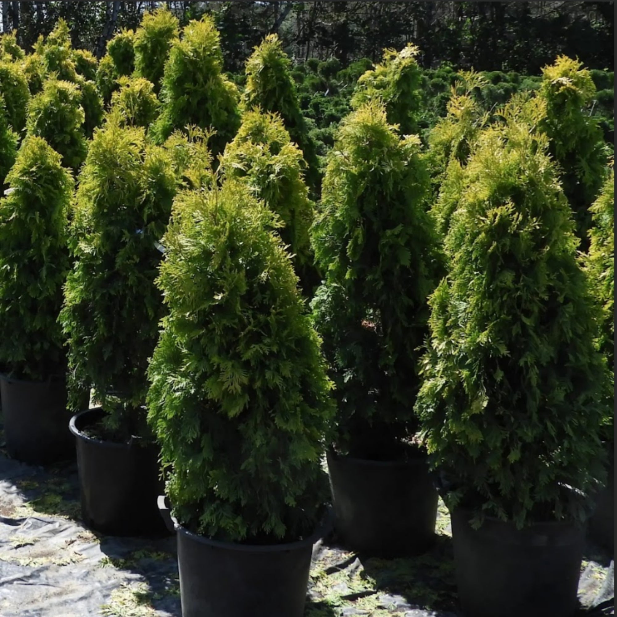 Jantar' Arborvitae Cedar – Jardineries Botanix