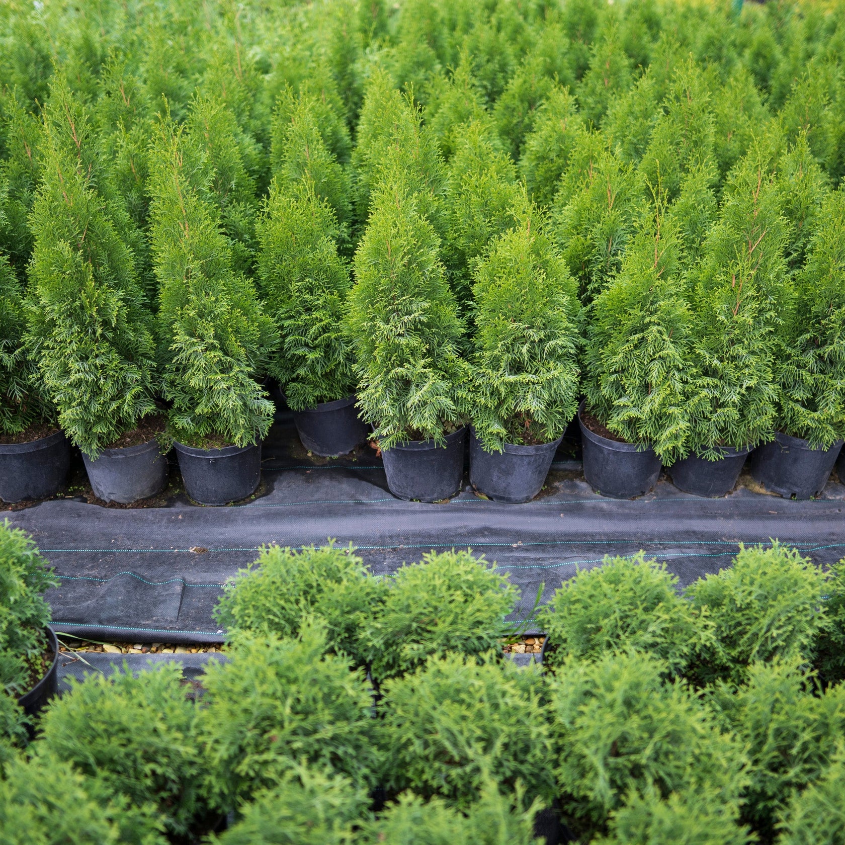 Nigra' American arborvitae – Jardineries Botanix