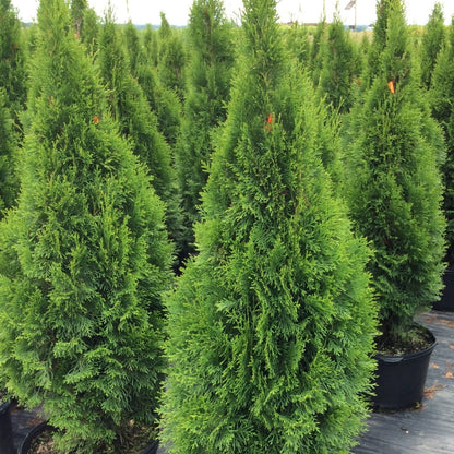 Smaragd' Emerald American arborvitae