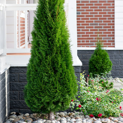 Smaragd' Emerald American arborvitae