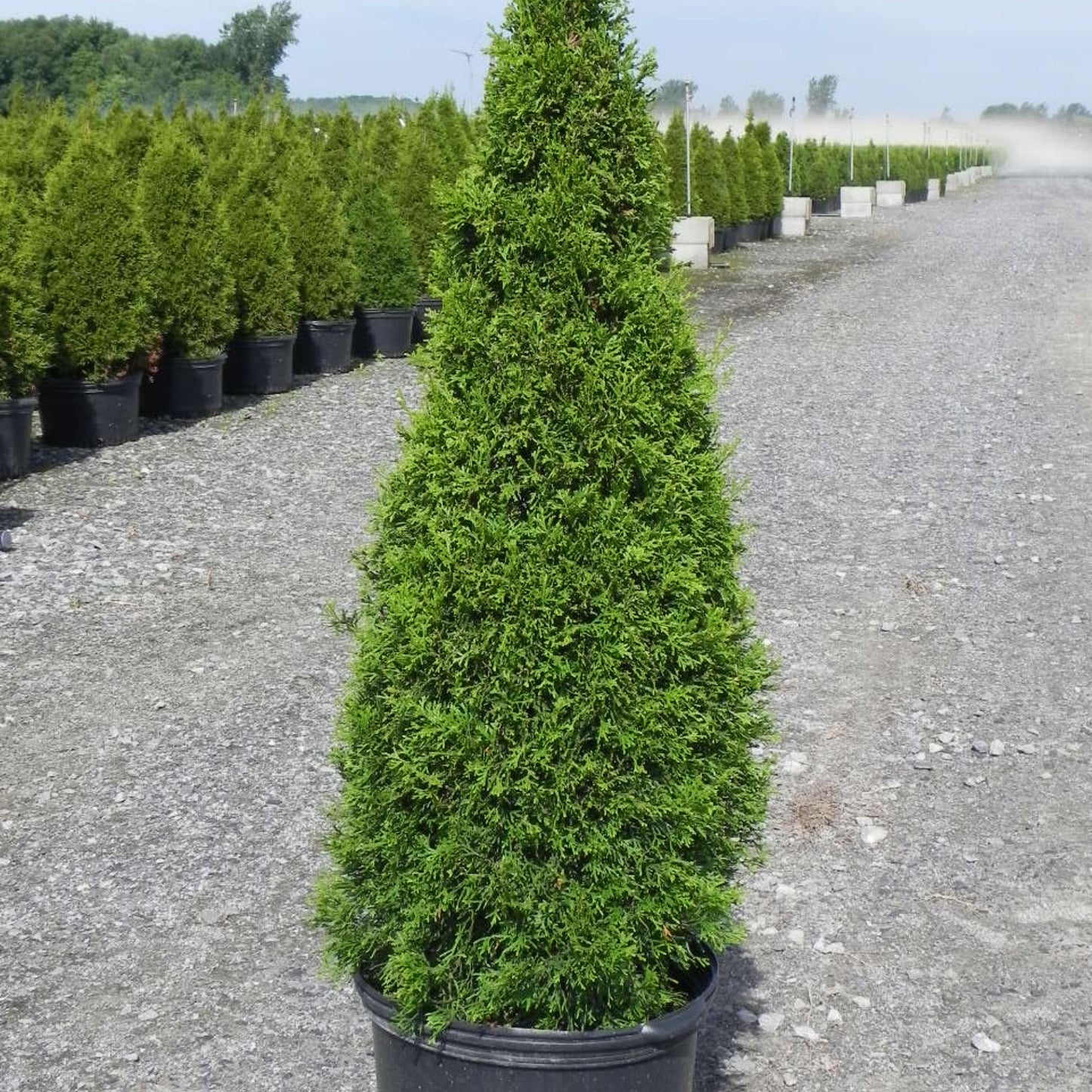 Smaragd' Emerald American arborvitae