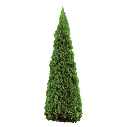 Smaragd' Emerald American arborvitae