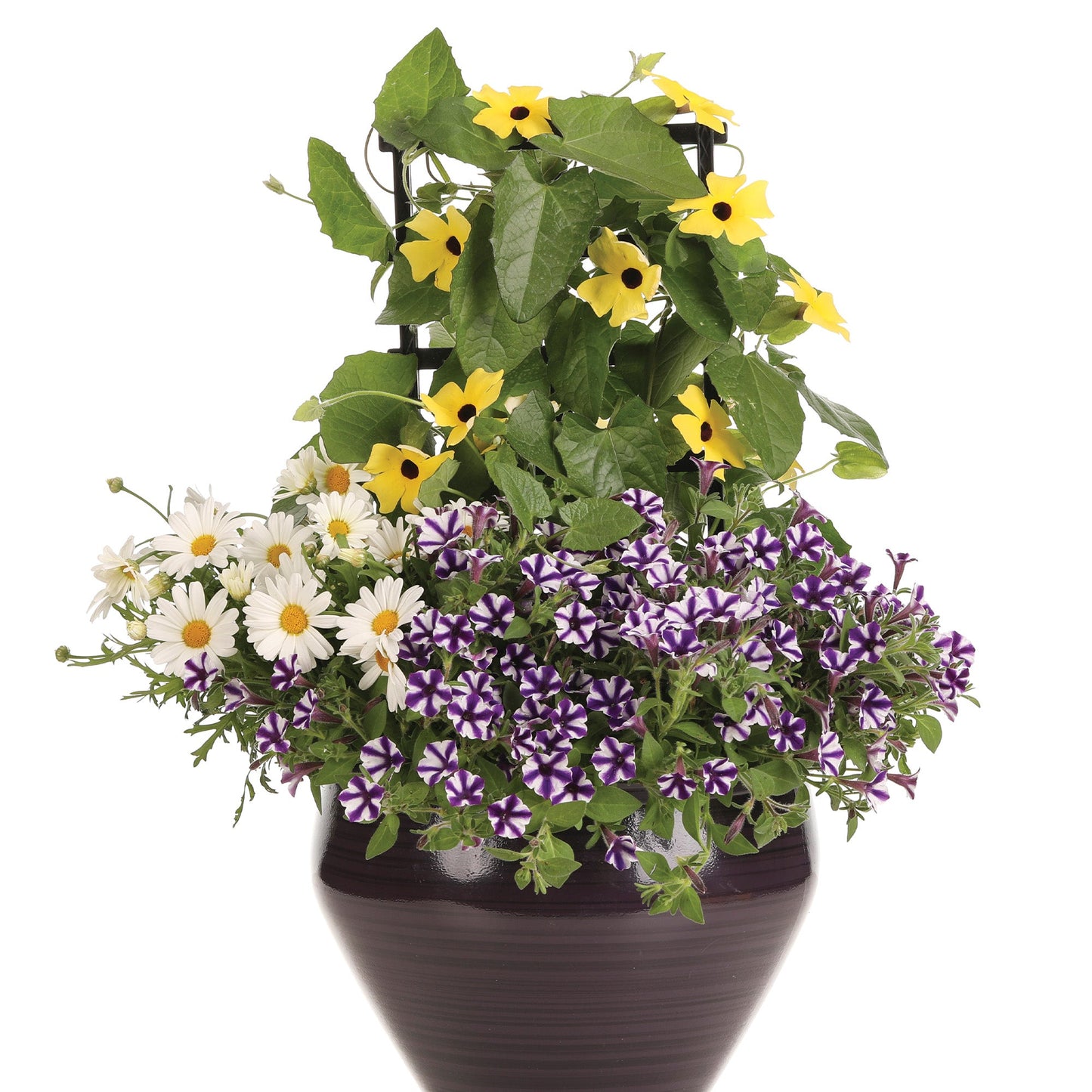 Black-Eyed Susan Vine Lemon A-PEEL®