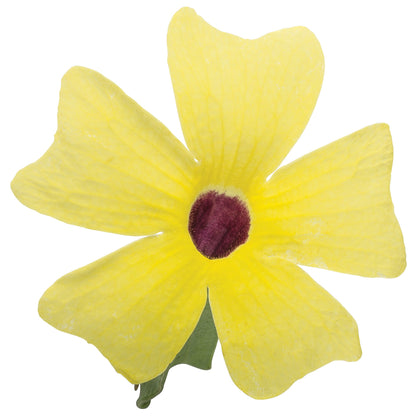 Black-Eyed Susan Vine Lemon A-PEEL®