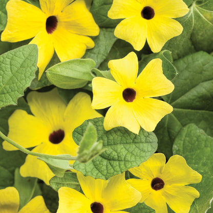 Black-Eyed Susan Vine Lemon A-PEEL®