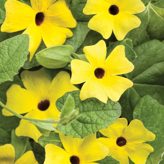 Black-Eyed Susan Vine Lemon A-PEEL®