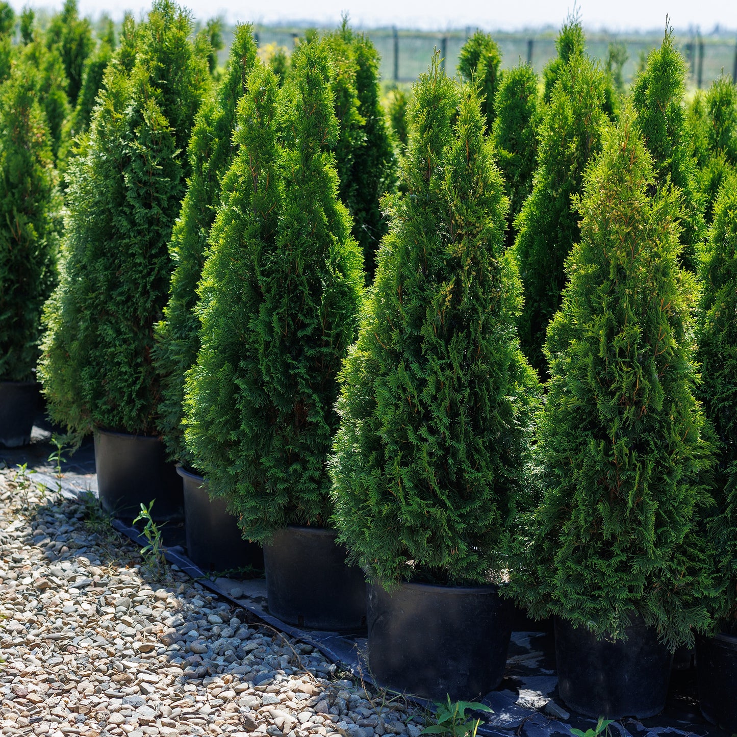 Emerald Petite' American arborvitae