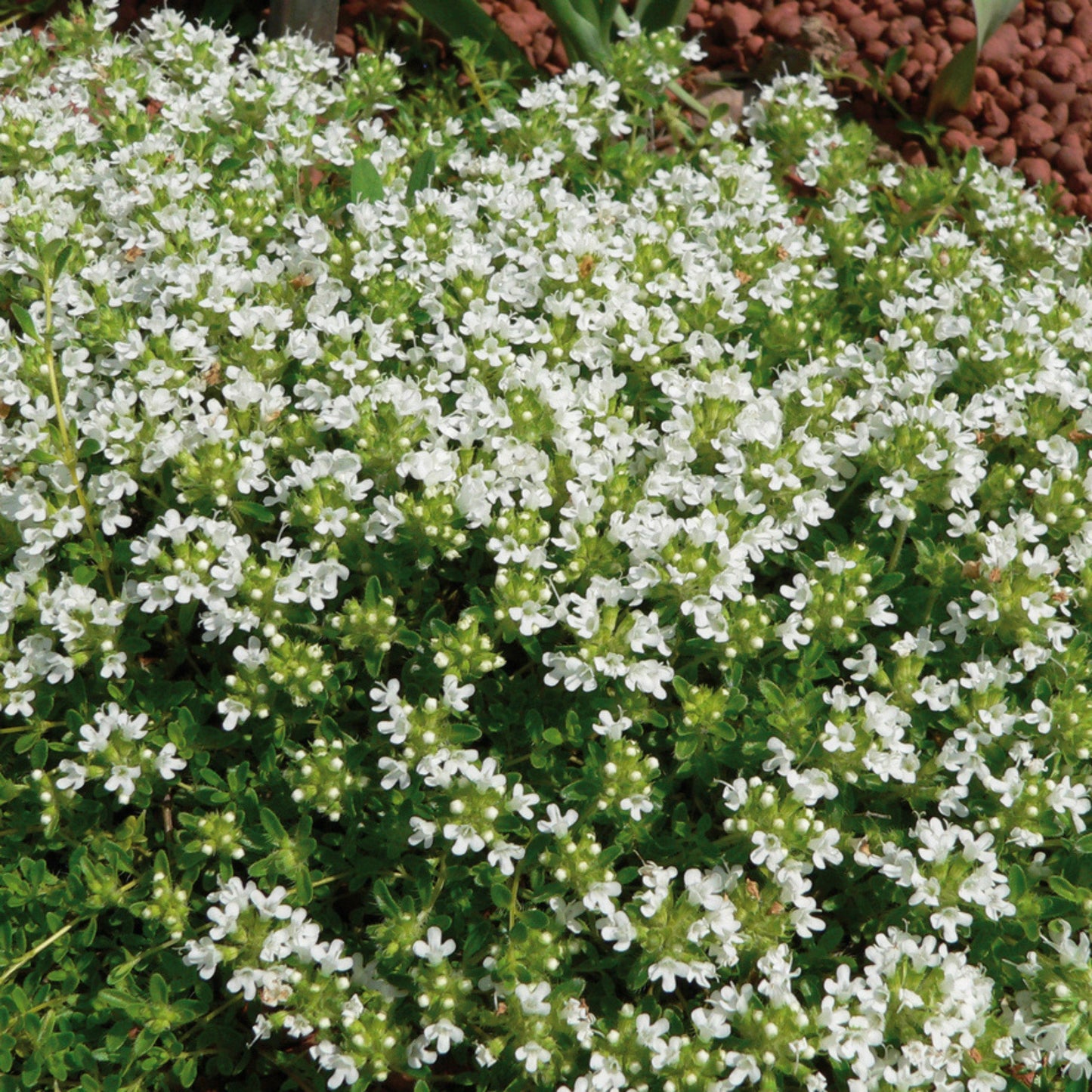 Thym serpolet 'Albus'