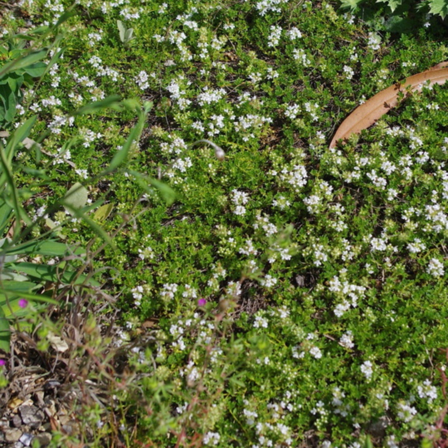 Thym serpolet 'Albus'