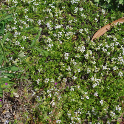 Albus' Creeping Thyme