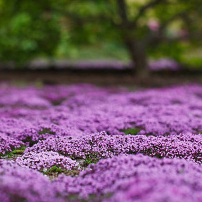 Creeping Thyme