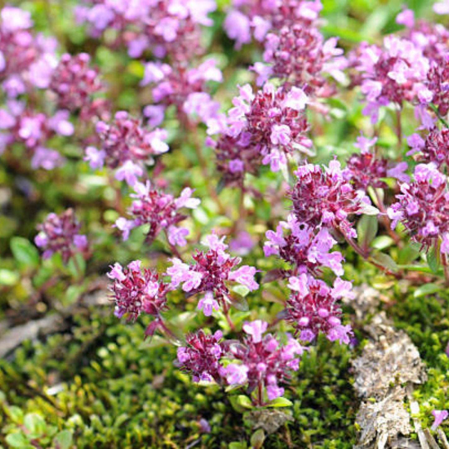 Creeping Thyme