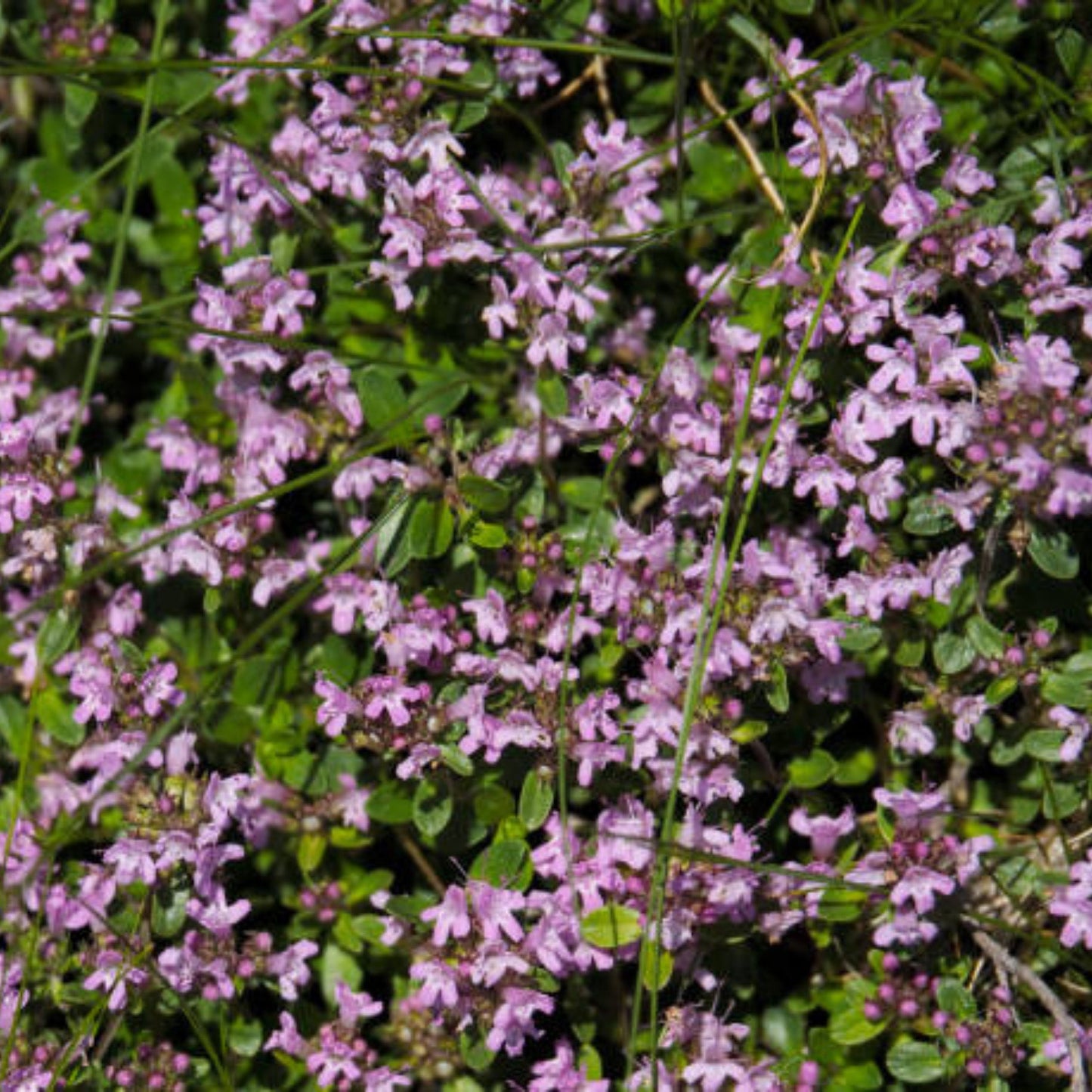 Creeping Thyme