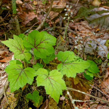 Tiarella cordifolia – Tiarrelle à feuilles cordées
