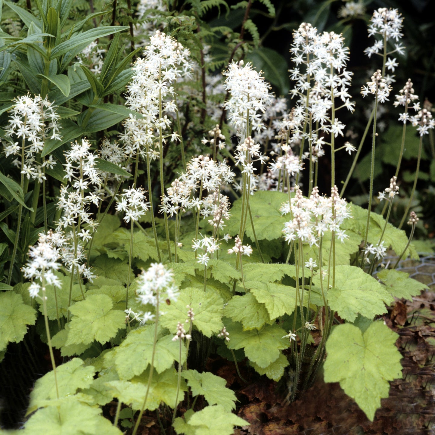 Tiarella cordifolia – Tiarrelle à feuilles cordées