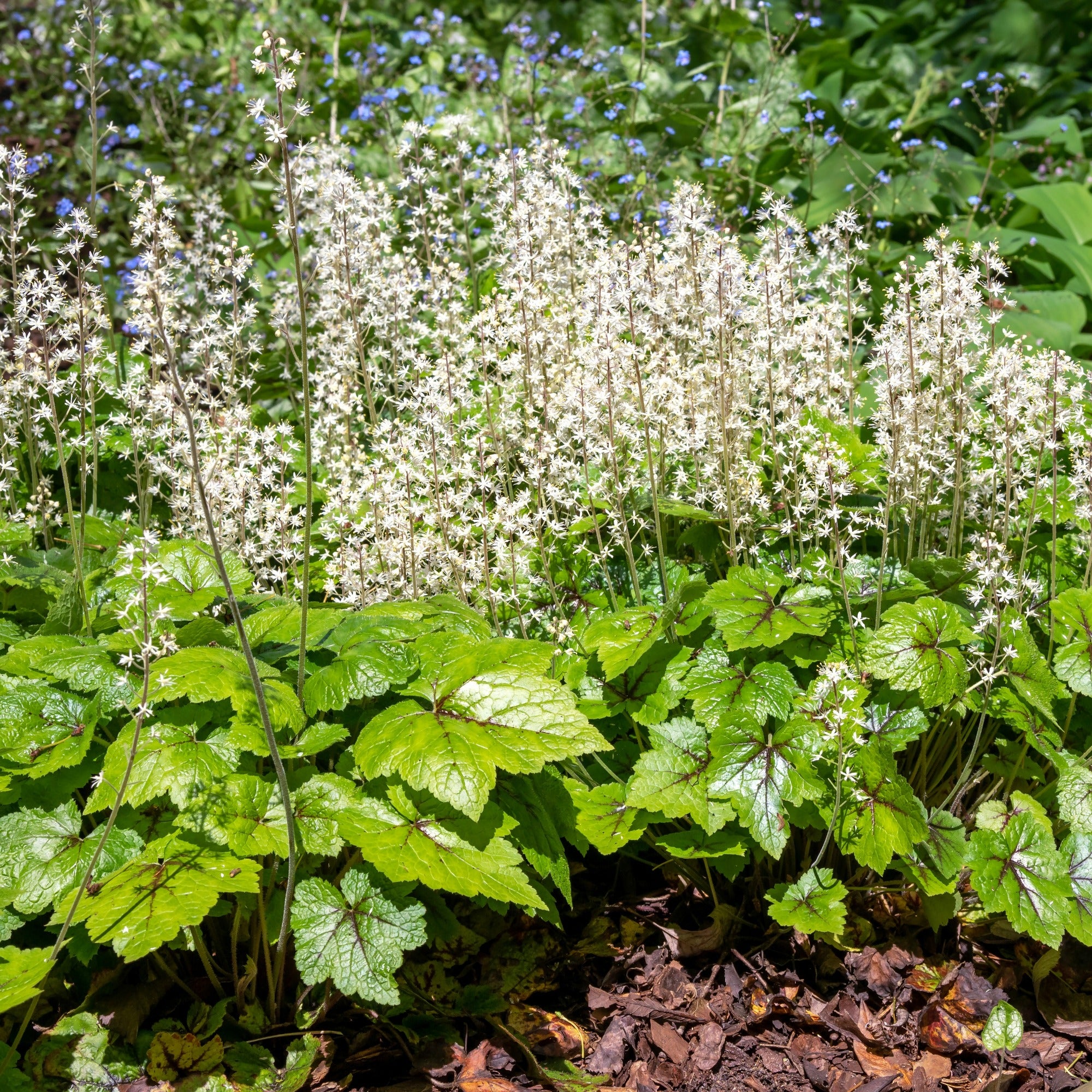 L'éclat des sous-bois | Tiarrelle à feuilles cordées | Tiarella ...