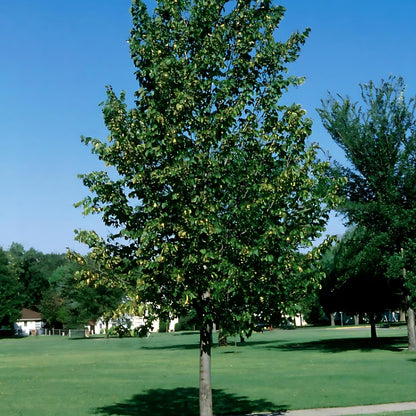 'Boulevard' American Linden