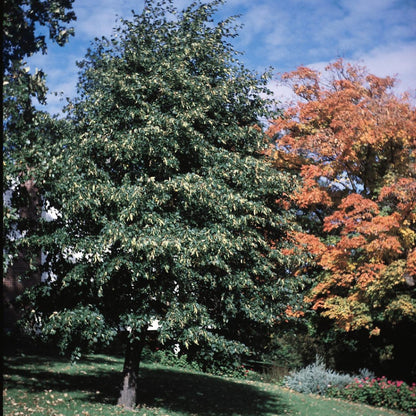 'Boulevard' American Linden