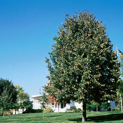 'Boulevard' American Linden