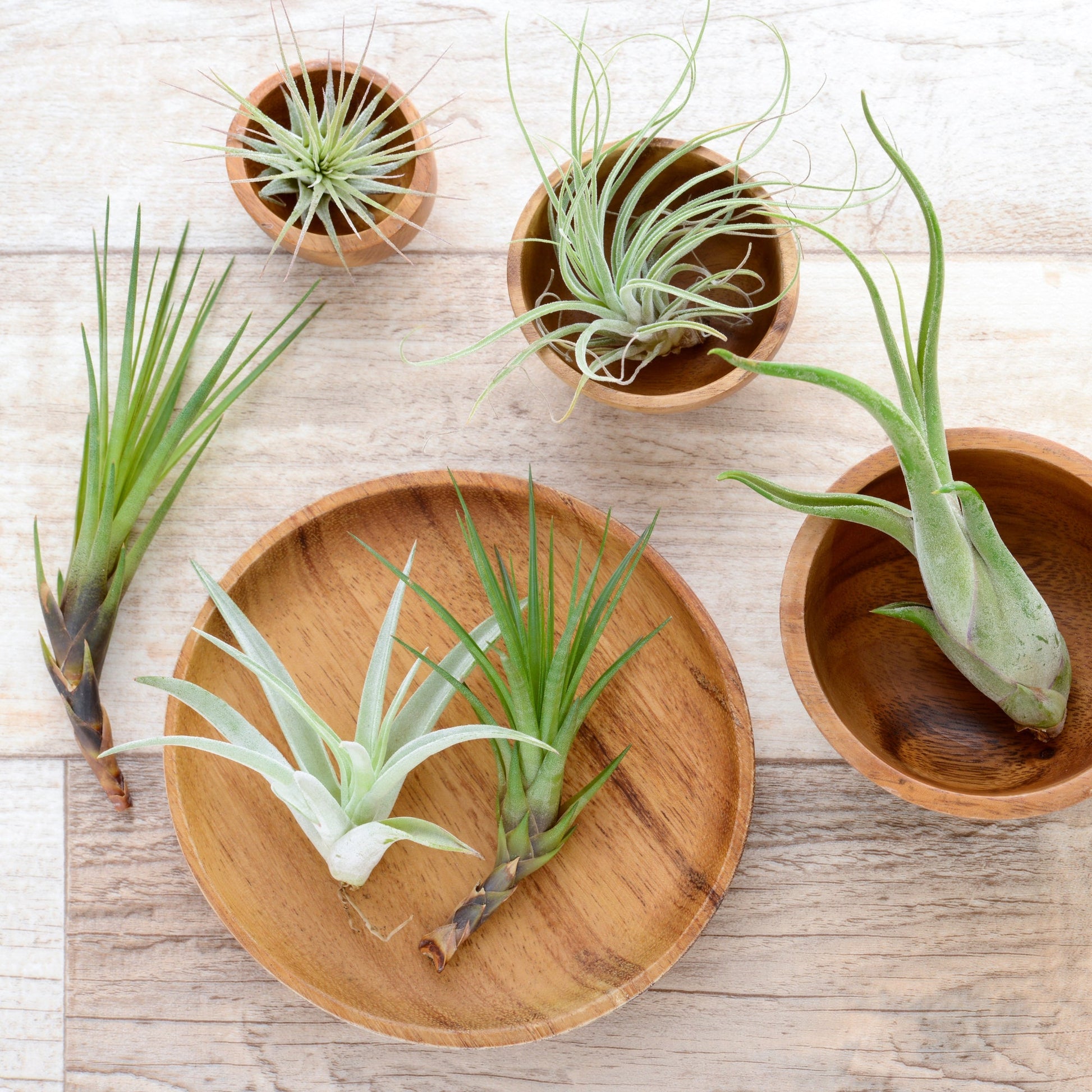 air plante Air Plant – Jardineries Botanix