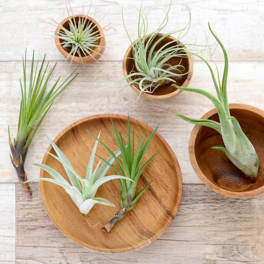 Air Plant