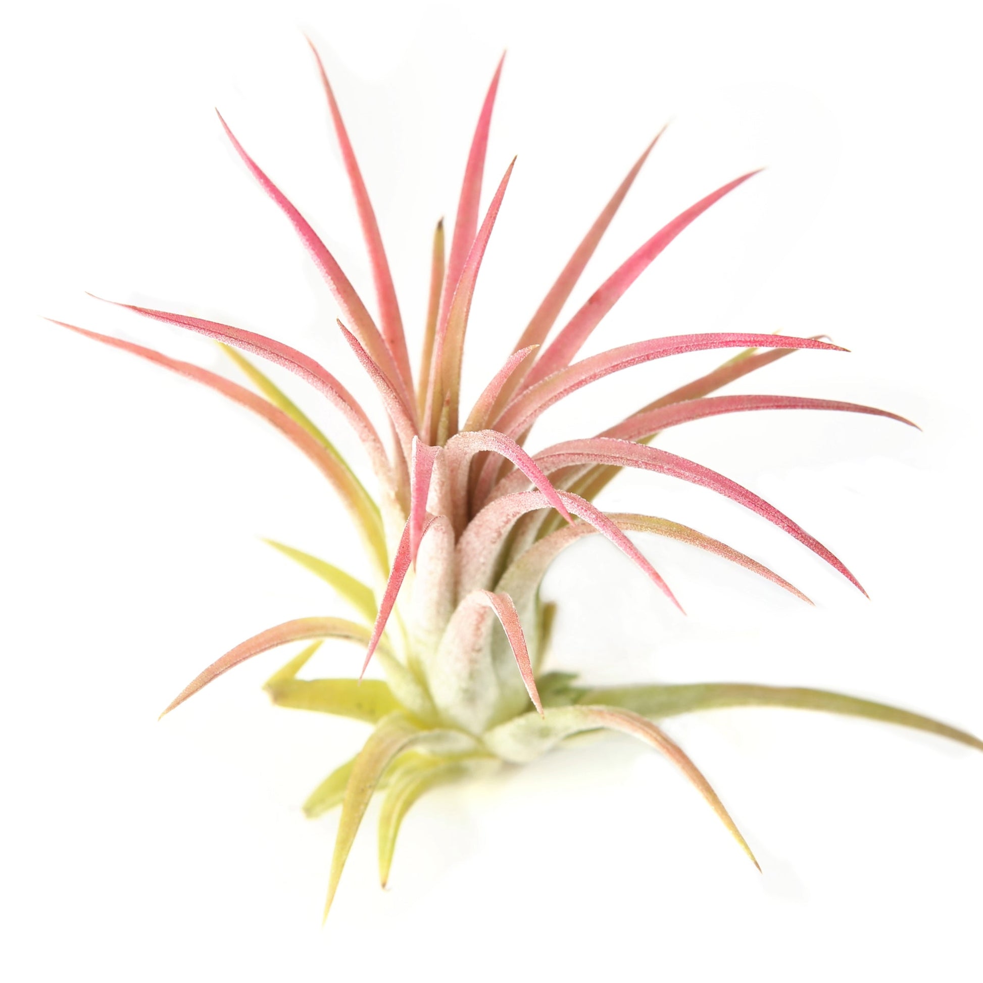 plante d'air Air Plant – Jardineries Botanix