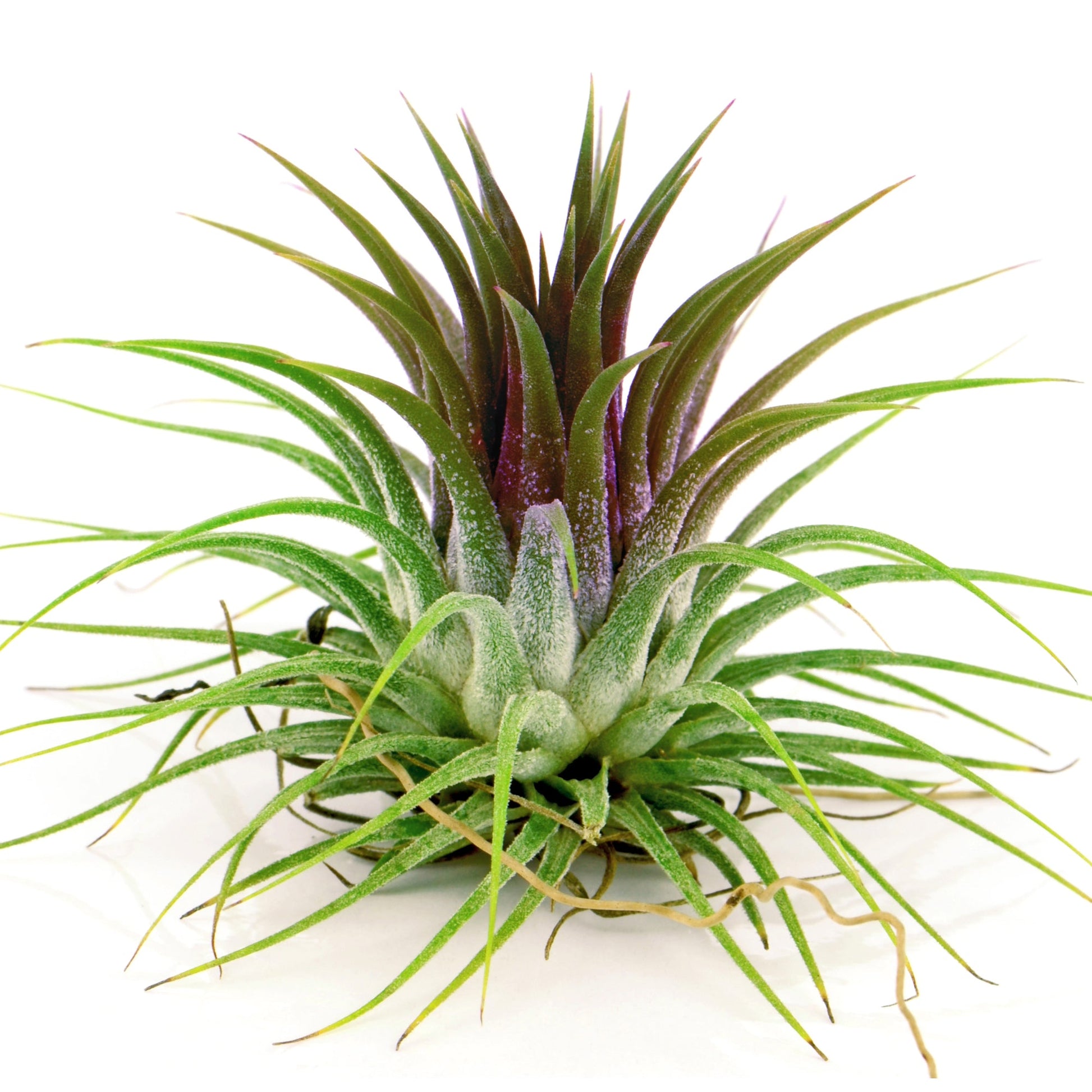 air plant en francais Air Plant – Jardineries Botanix