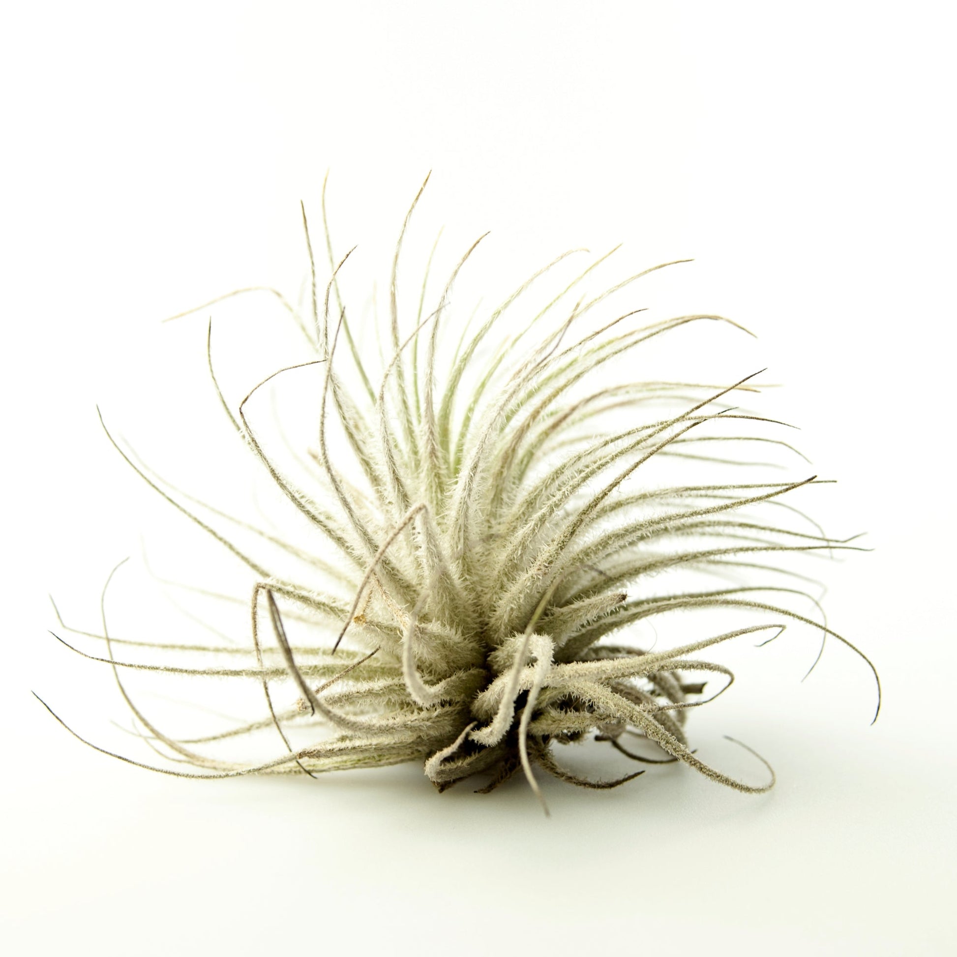 plante d'air Air Plant – Jardineries Botanix