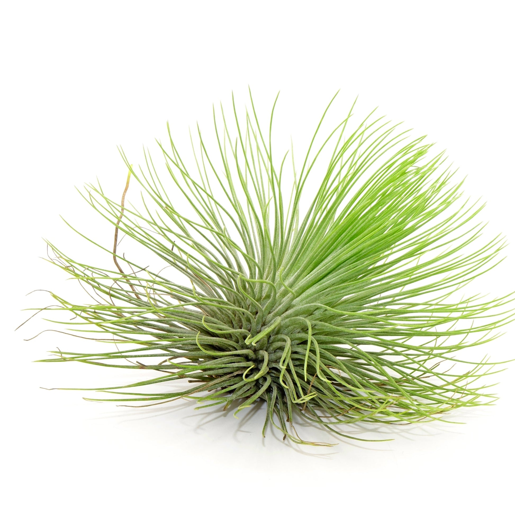 plante d'air Plante aérienne, Filles de l'air – Jardineries Botanix