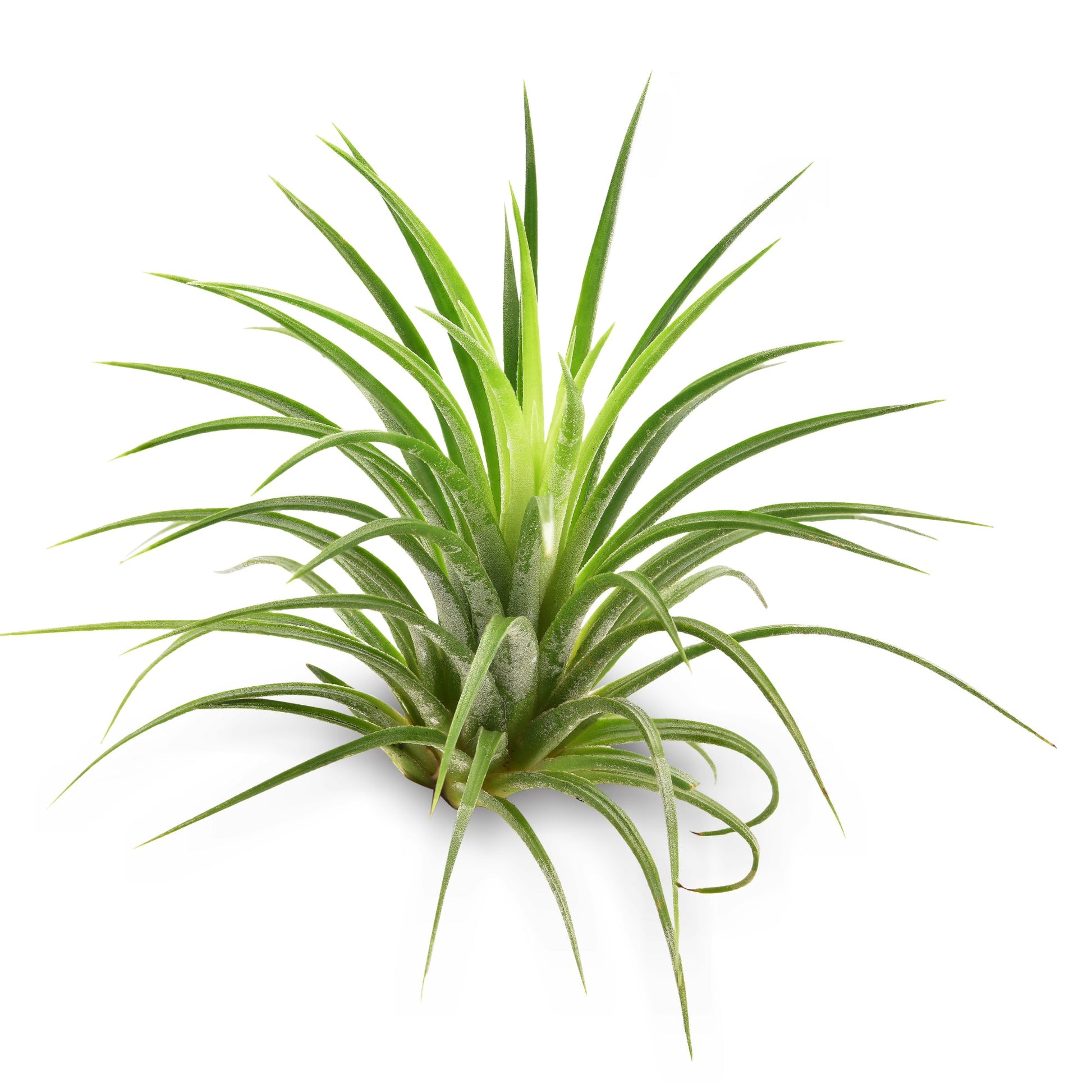 plante d'air Air Plant – Jardineries Botanix