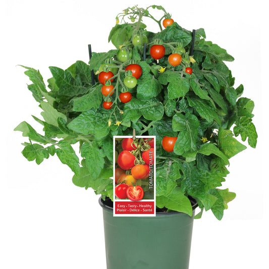 Ready-to-eat table tomatoes in 16 cm pot
