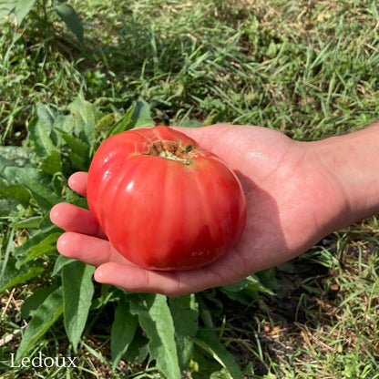 Quebec Heirloom Tomato Selection – Assorted Varieties