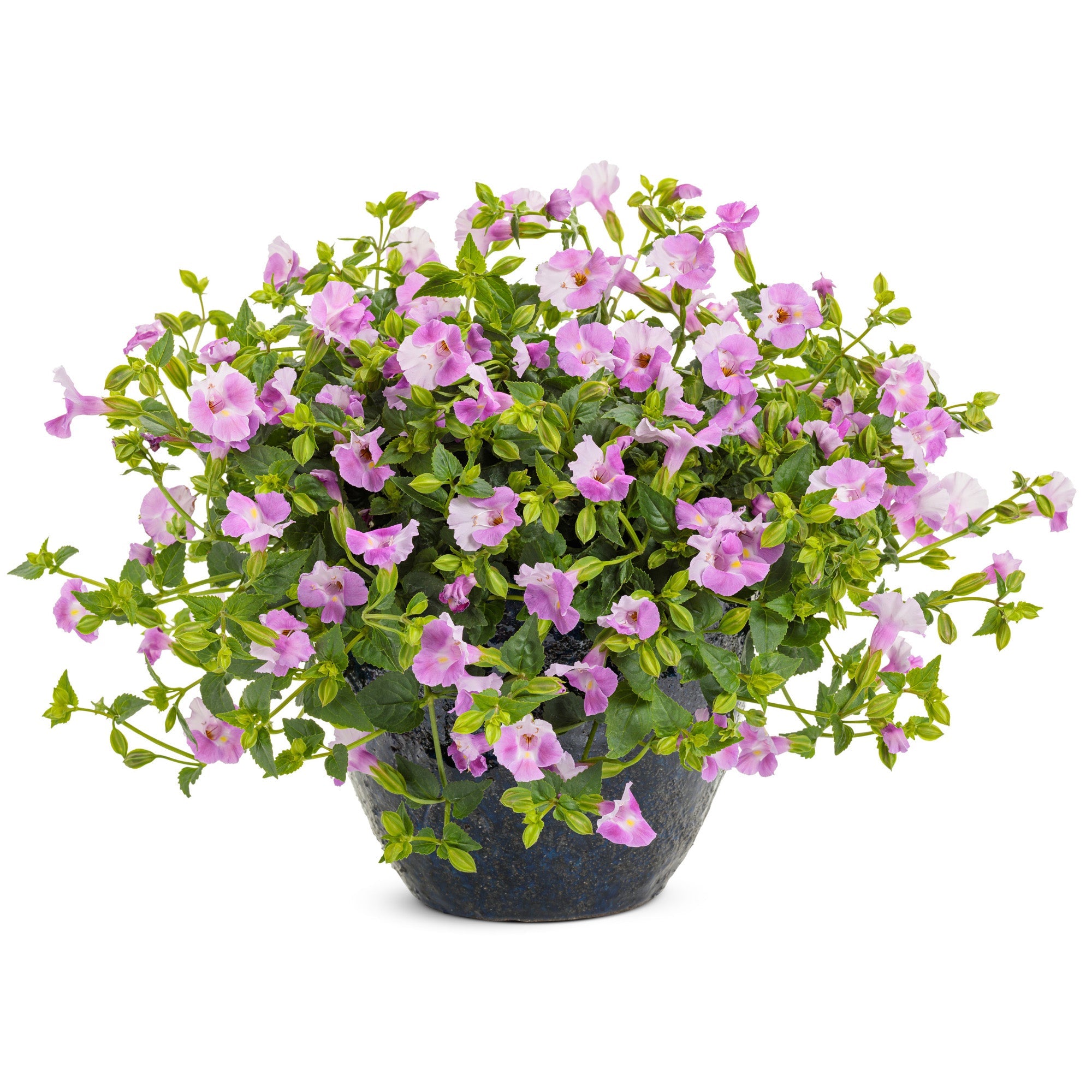 CATALINA® Pink Wishbone Flower – Jardineries Botanix