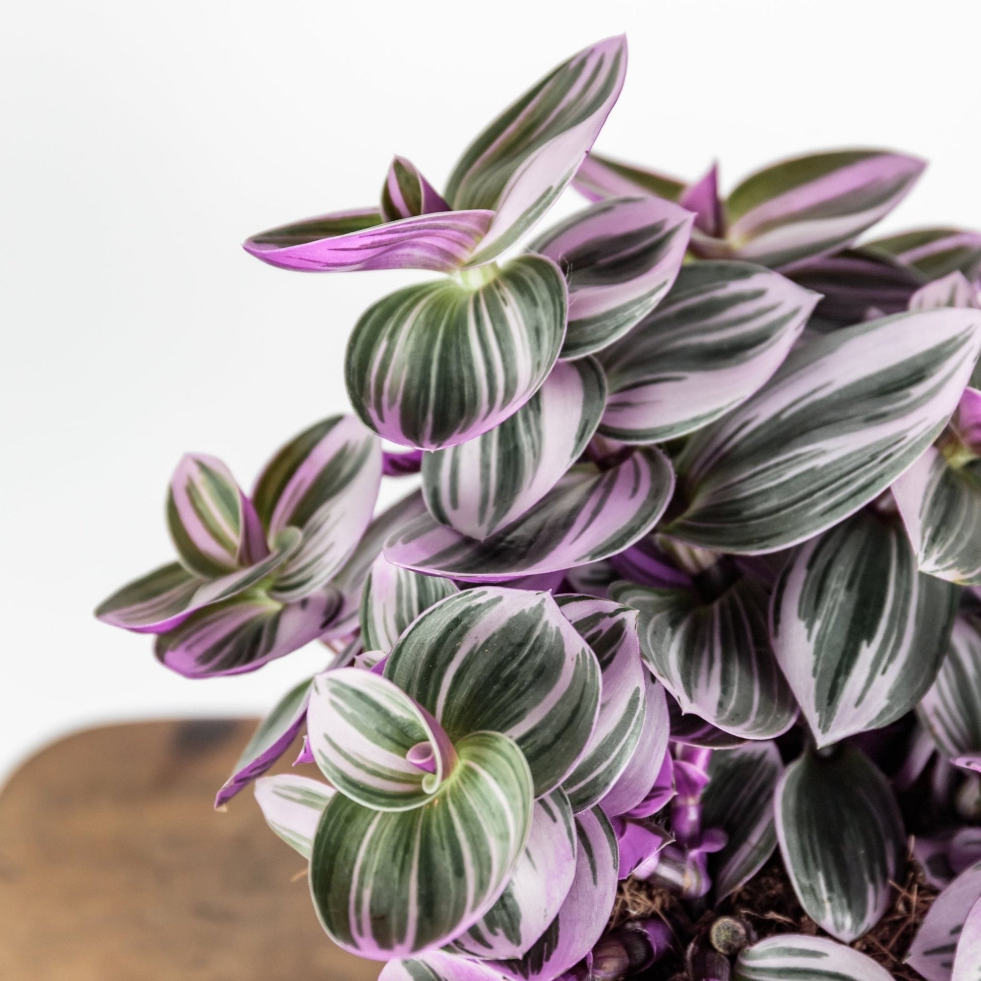 tradescantia nanouk pink trailing house plant Spectacular Pink-Purple Foliage | 'Nanouk' Inch Plant | Tradescantia albiflora 'Nanouk'