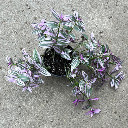 Tradescantia Pink Dragon'