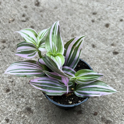 Tradescantia Pink Dragon'