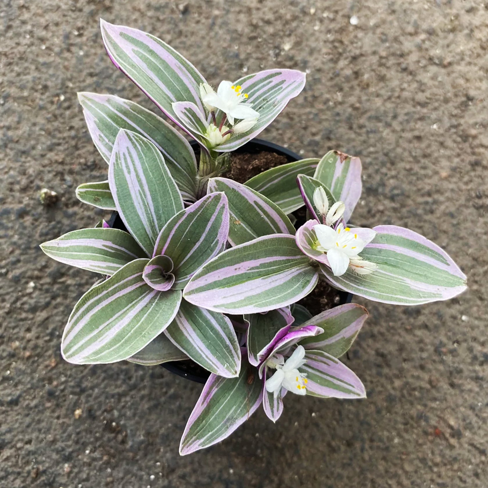 tradescantia-fluminensis-lavender-jardineries-botanix