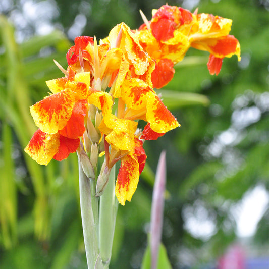 Canna 'Cleopatra'