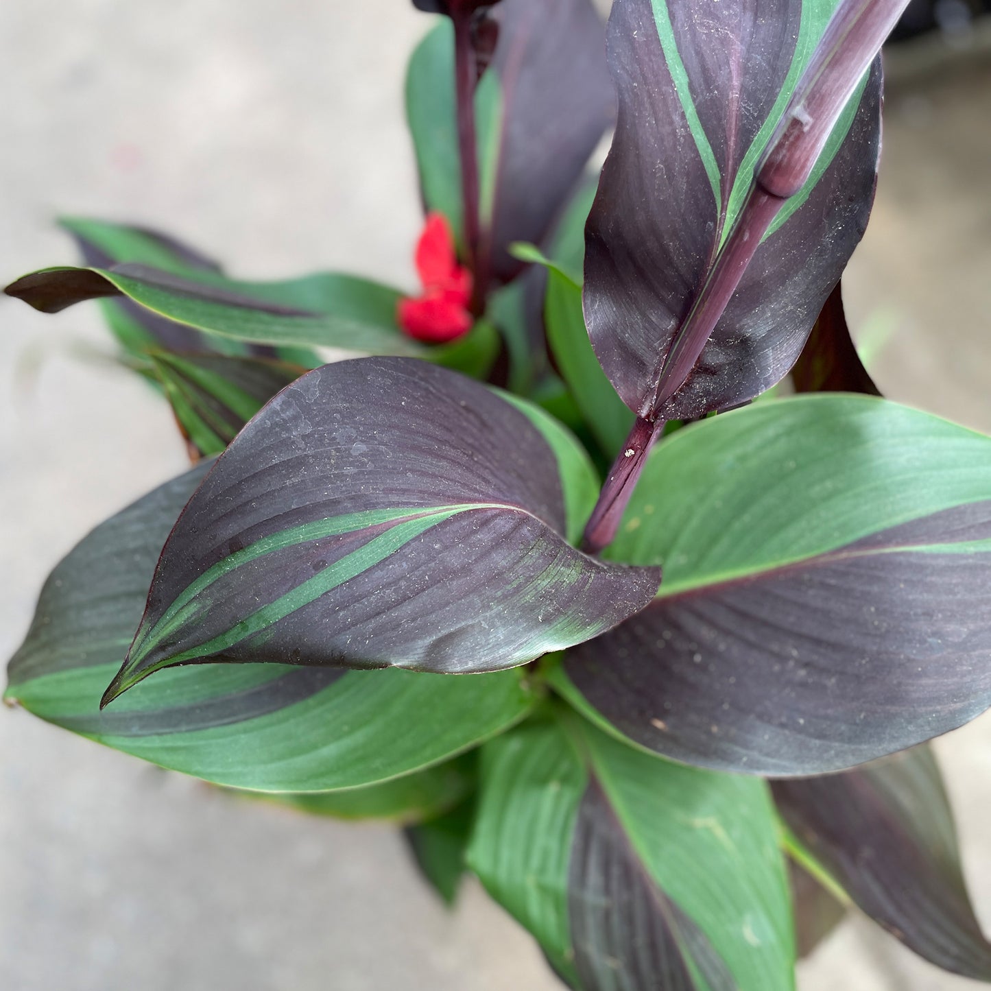 Cleopatra Canna Lily