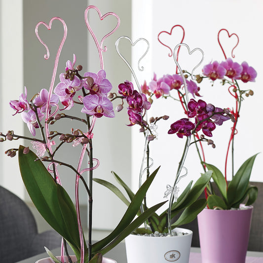 Tuteur pour orchidée en forme de coeur